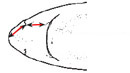 Squalus blainvillei_01.jpg